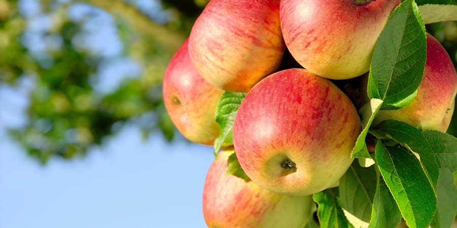 Image of Apples