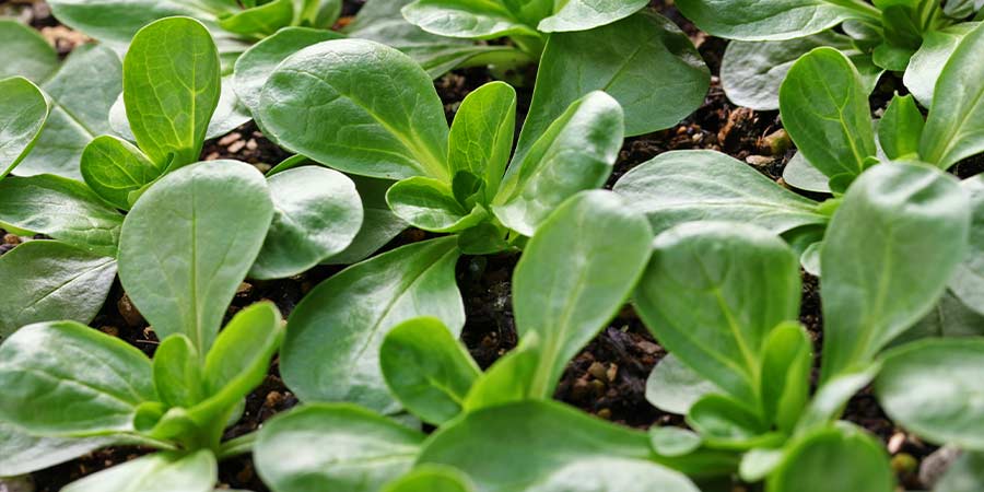 Image of Baby leaf production