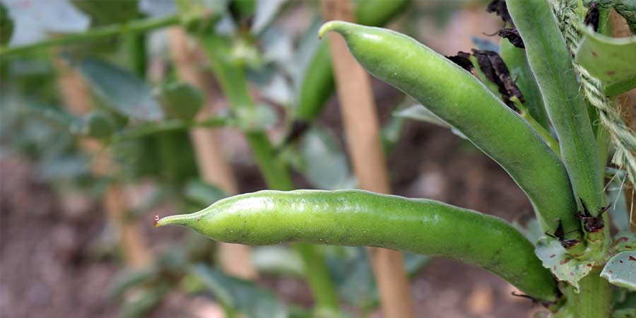 Image of Beans - broad