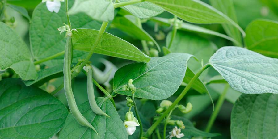 Image of Beans - french
