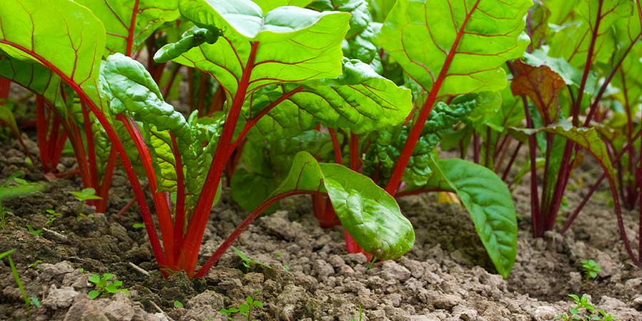 Image of Beetroot