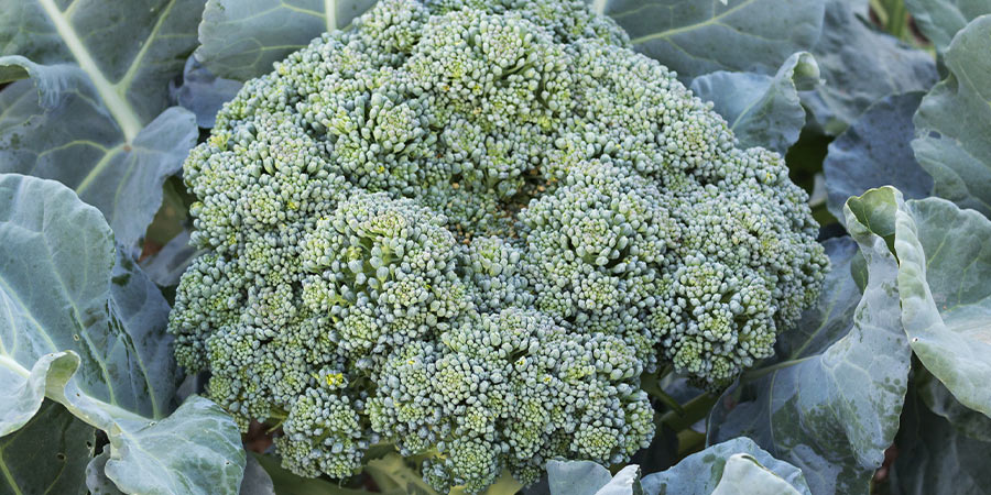 Image of Broccoli
