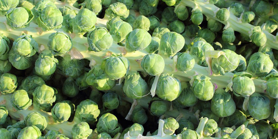 Image of Brussels sprouts