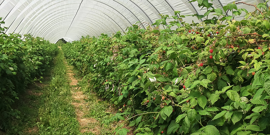 Image of Bush/Cane fruit plantations