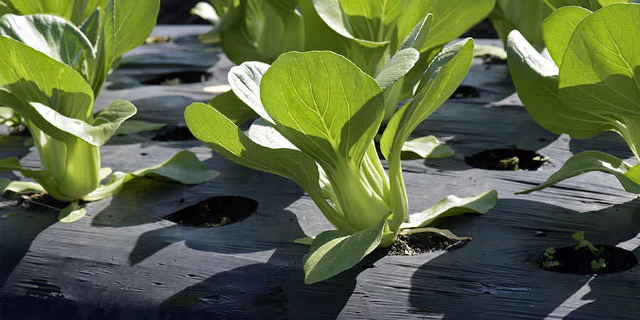 Image of Cabbage - chinese