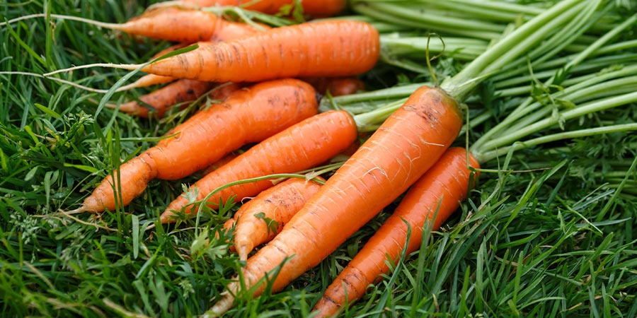 Image of Carrots