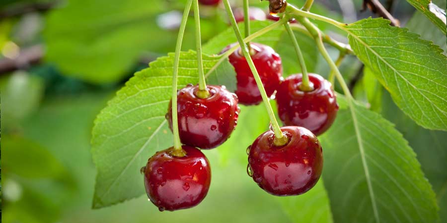 Image of Cherries