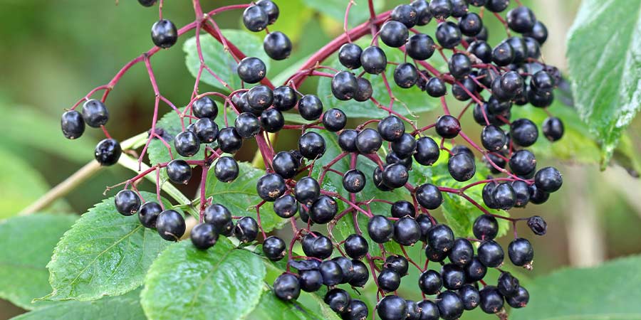 Image of Elderberries