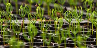 Image of Forest nurseries