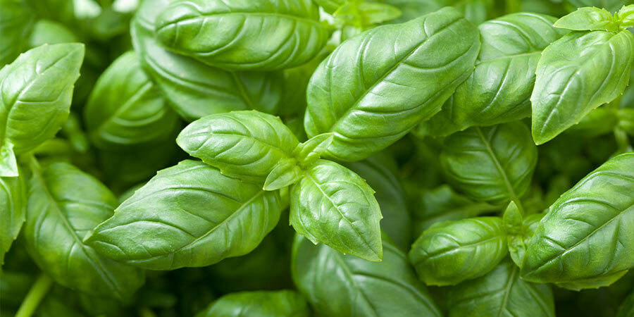 Image of Herbs - field