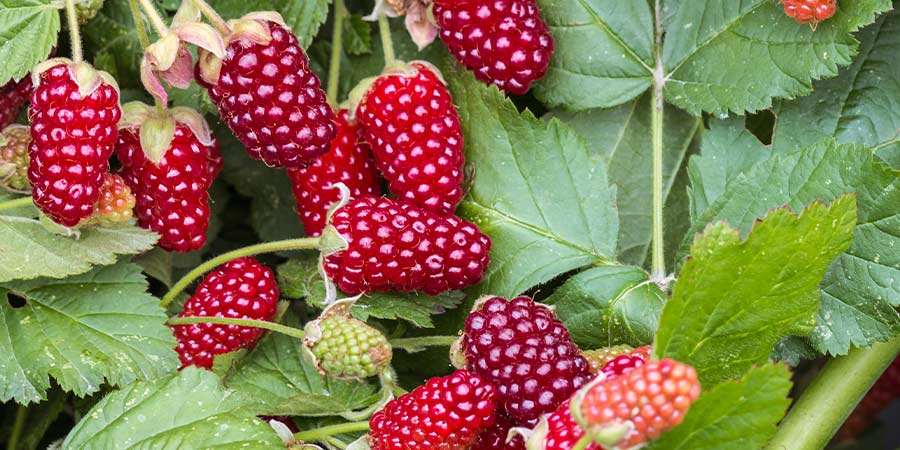 Image of Loganberries - field