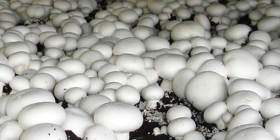 Image of Mushrooms