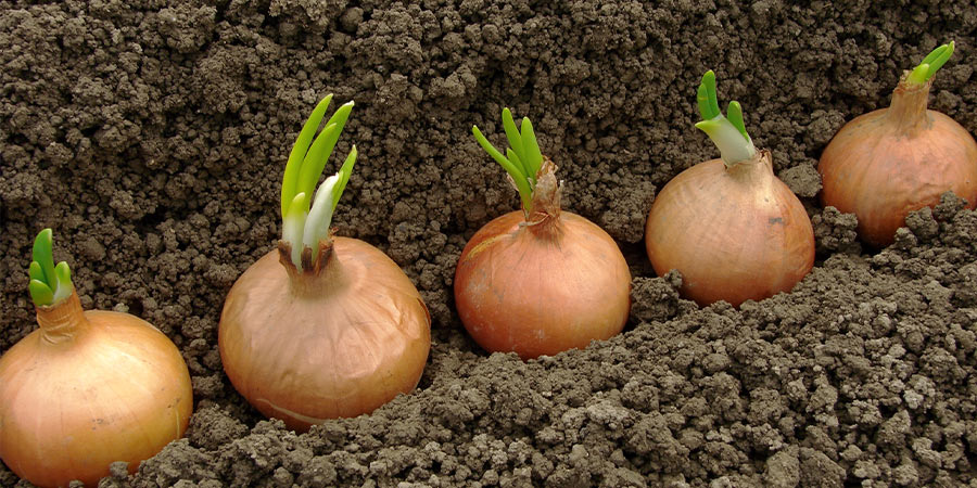 Image of Onions