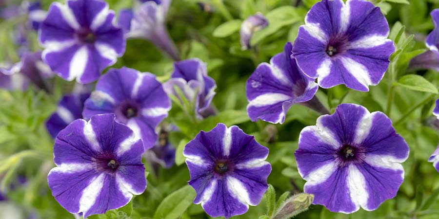 Image of Ornamental - flowers-outdoor