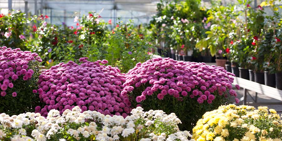 Image of Ornamental - flowers-protect