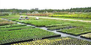 Image of Ornamental - outdoor