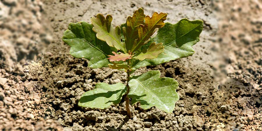 Image of Ornamental - woody-outdoor