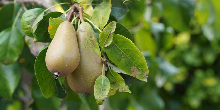 Image of Pears
