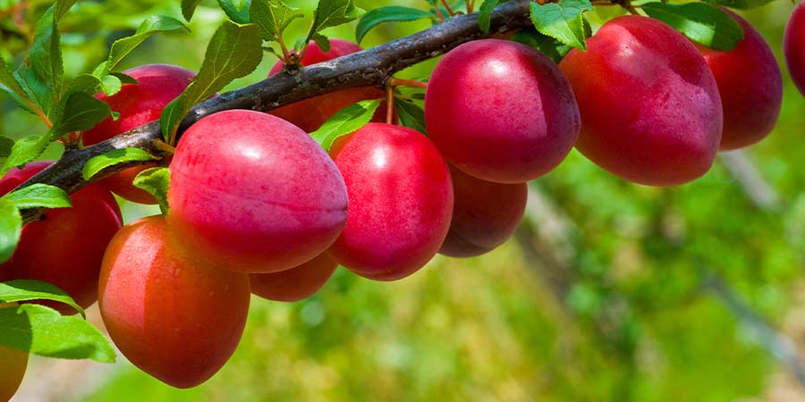 Image of Plums