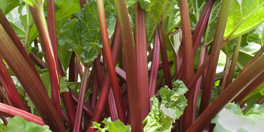 Image of Rhubarb