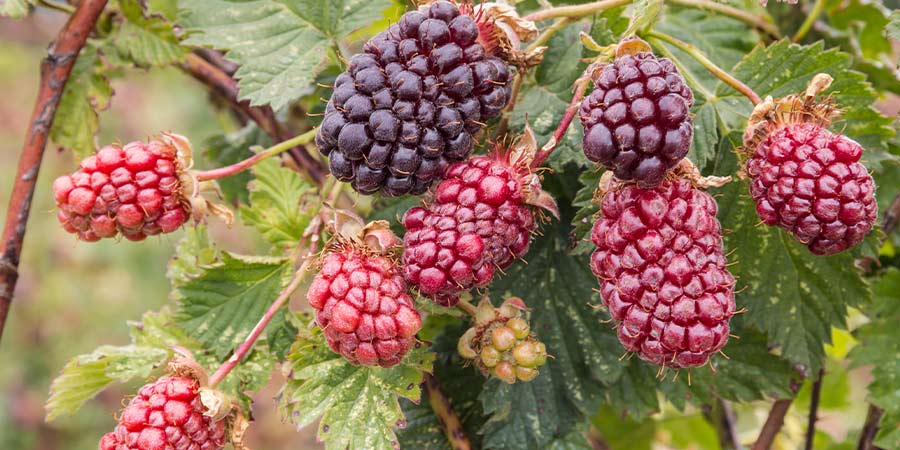 Image of Rubus Hybrid - field