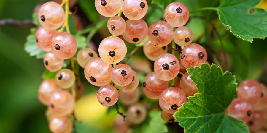 Image of Whitecurrants - protected